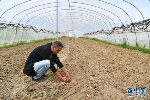 四川壤塘 高原生态蔬菜种植助力乡村振兴
