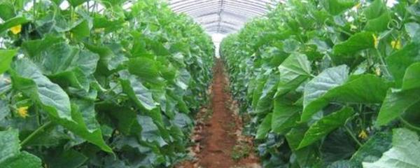 上海冬季气候条件对蔬菜露地种植的不利影响,该地区适合种植什么蔬菜