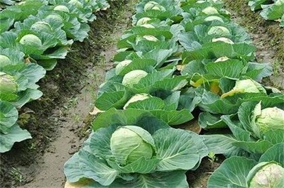 八月份适合种什么蔬菜,可种早秋大白菜和萝卜