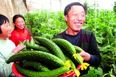 永清:无公害蔬菜带富农家(图)