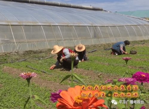 华亭 种植反季节蔬菜 拓宽群众致富路