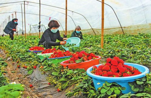 种植 采摘蔬菜保障市场供应